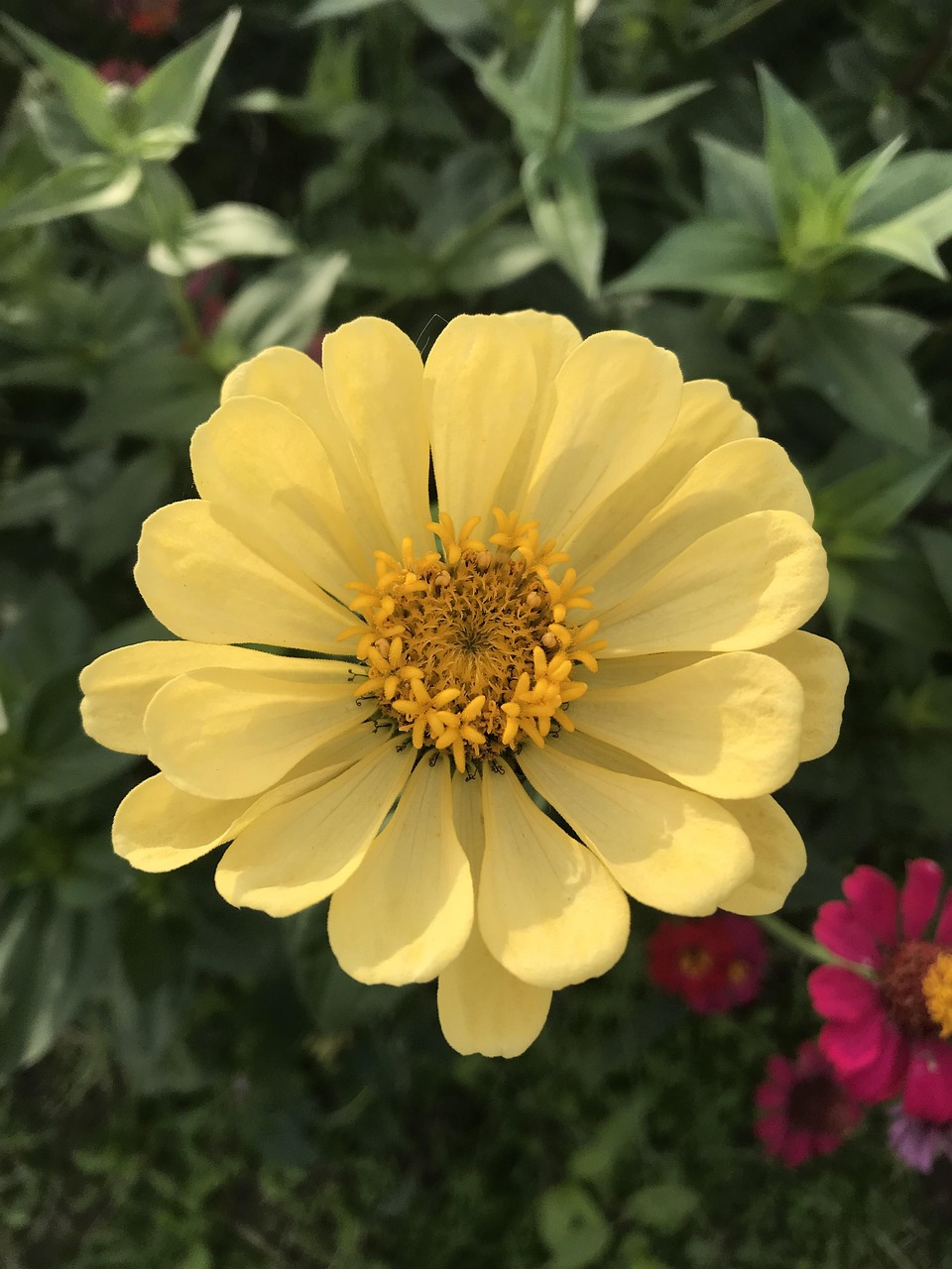 “秋天最常见的花” 秋天最常见的花有哪些？