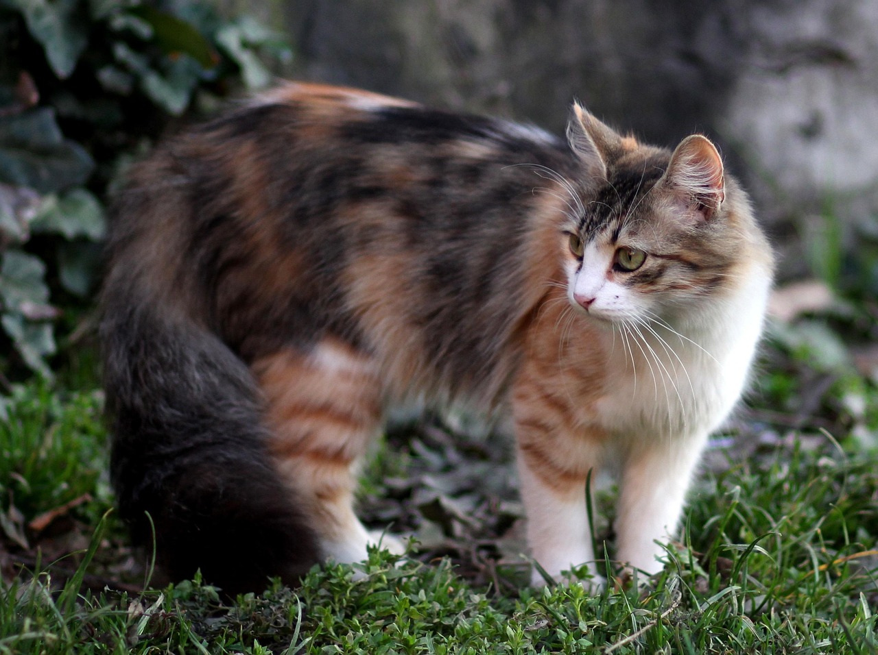 猫咪打架怎么办.猫咪打架怎么办才能不叫 猫咪打架怎么办.猫咪打架怎么办才能不叫