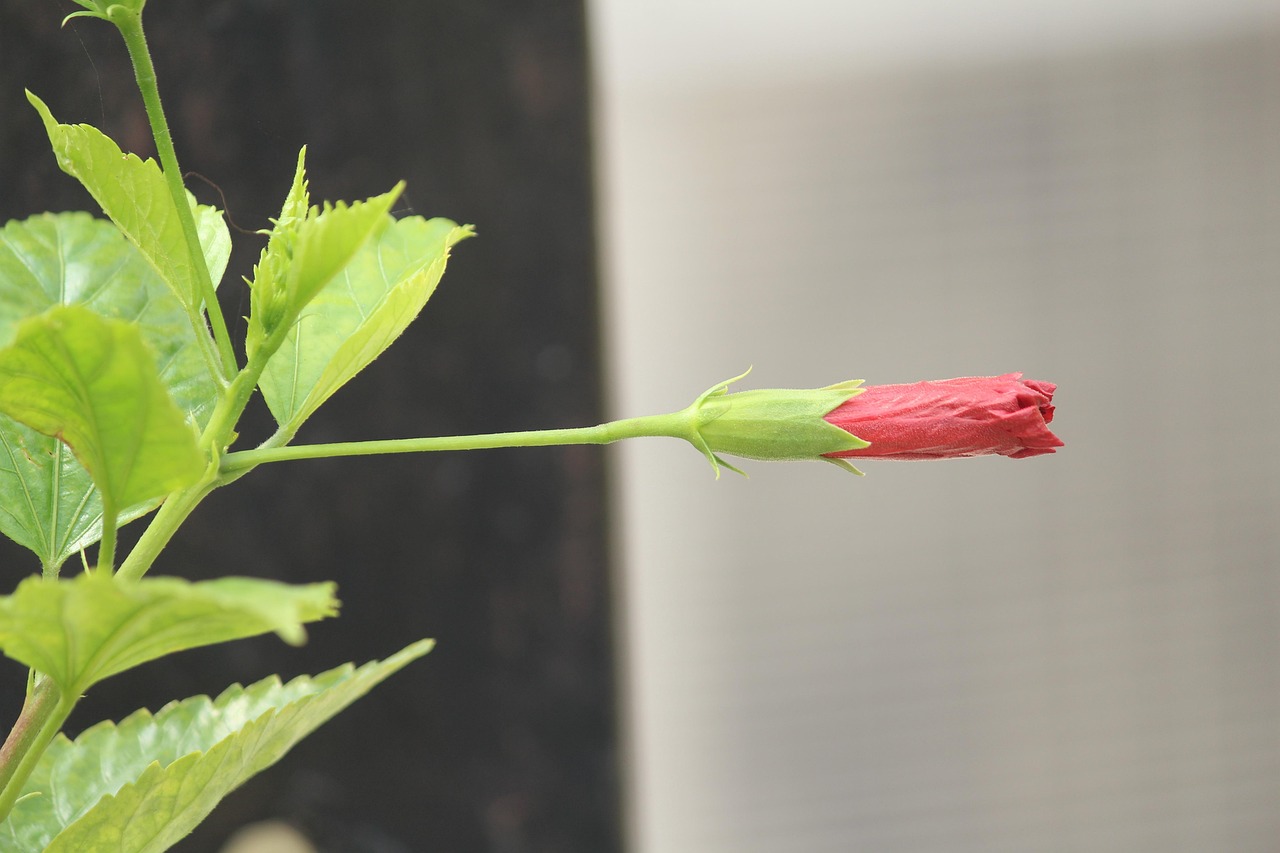 植物是怎样长大的？︰(植物如何生长大百科)