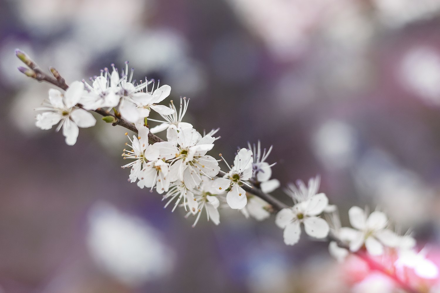 日本动漫中经常出现的花有哪些-(除了樱花)-一部日本动漫名字中带有花 日本动漫中经常出现的花有哪些-(除了樱花)-一部日本动漫名字中带有花