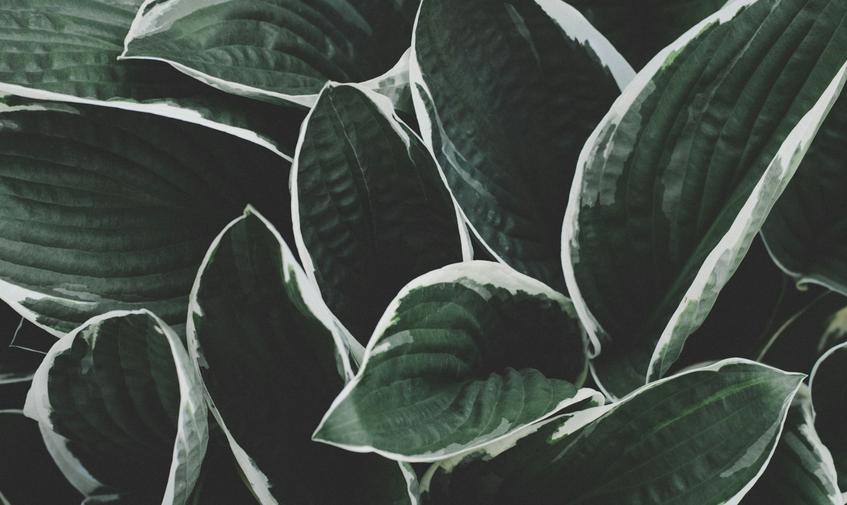 根茎叶是植物的什么器官？.是根茎叶还是根茎叶