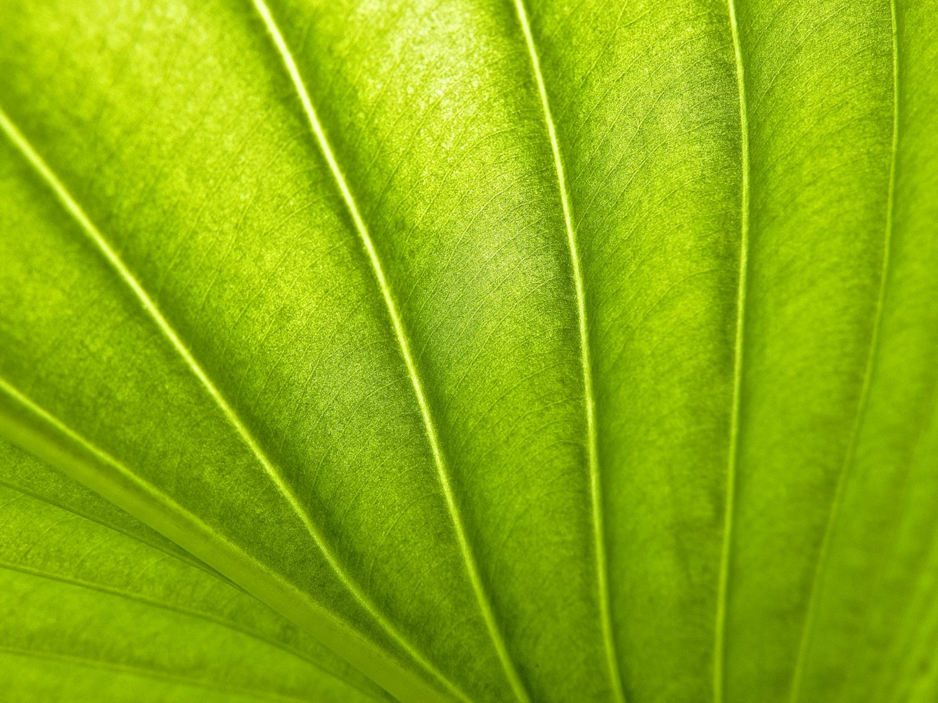 适合充足光照的室内观赏植物是怎么养护的？,室内养植物光照不足怎么办