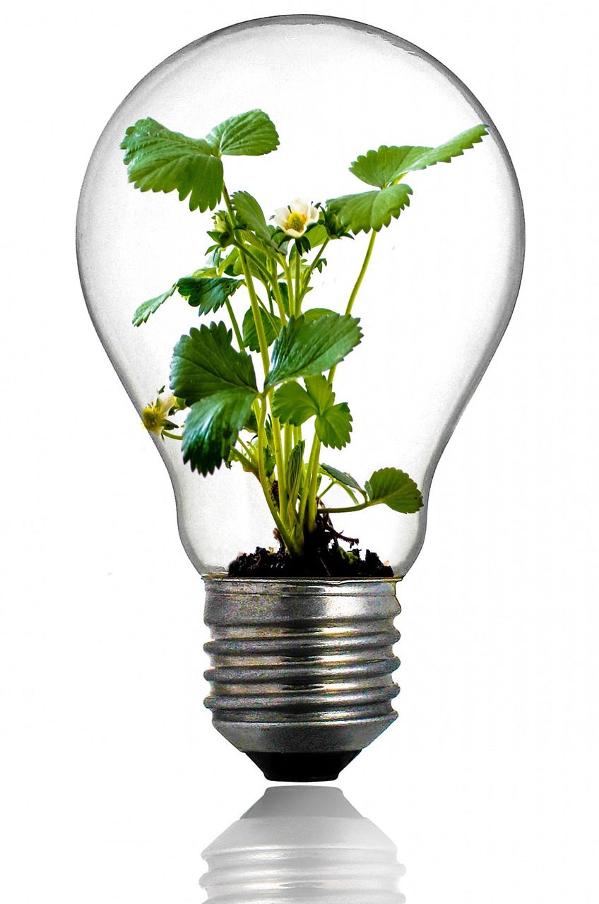 适合充足光照的室内观赏植物是怎么养护的？,室内养植物光照不足怎么办