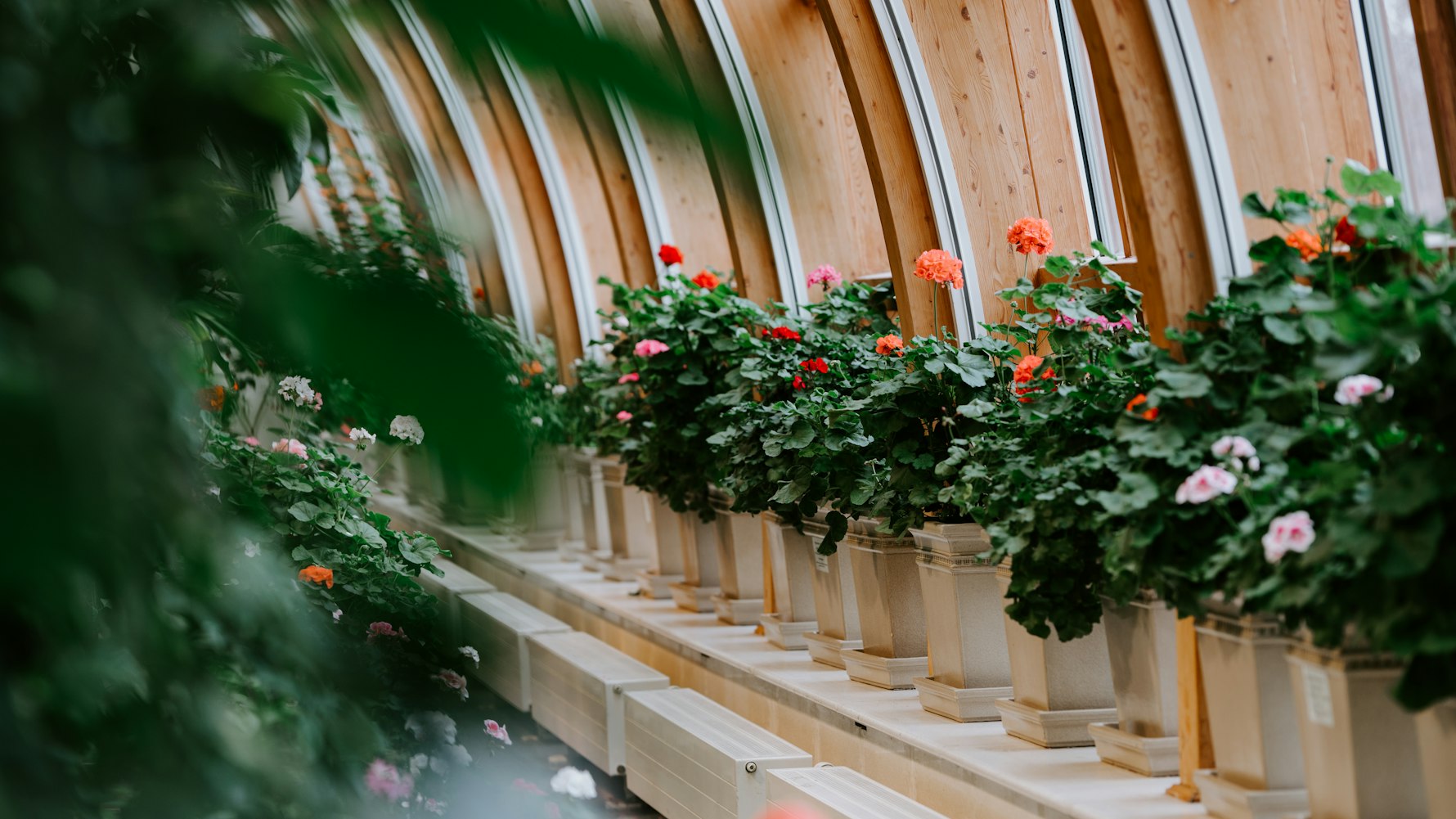 适合充足光照的室内观赏植物是怎么养护的？,室内养植物光照不足怎么办