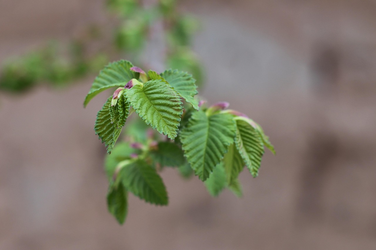 「三年级观察植物的变化的一个句子」〃三年级小练笔观察植物的变化