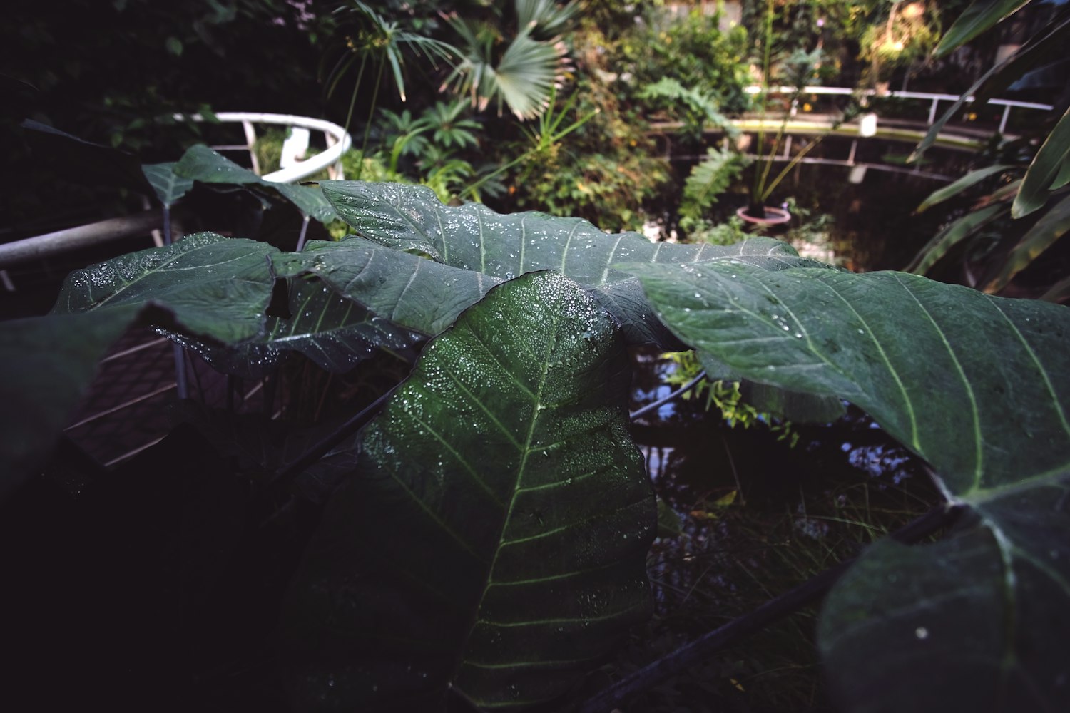 湖南植物园的七大景点是哪七个--湖南植物园必去三个地方