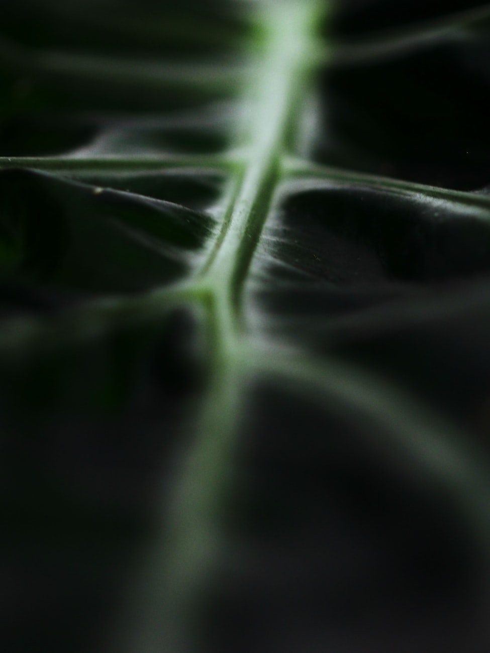 植物细胞结构和各部分结构的功能-植物的细胞结构有哪些