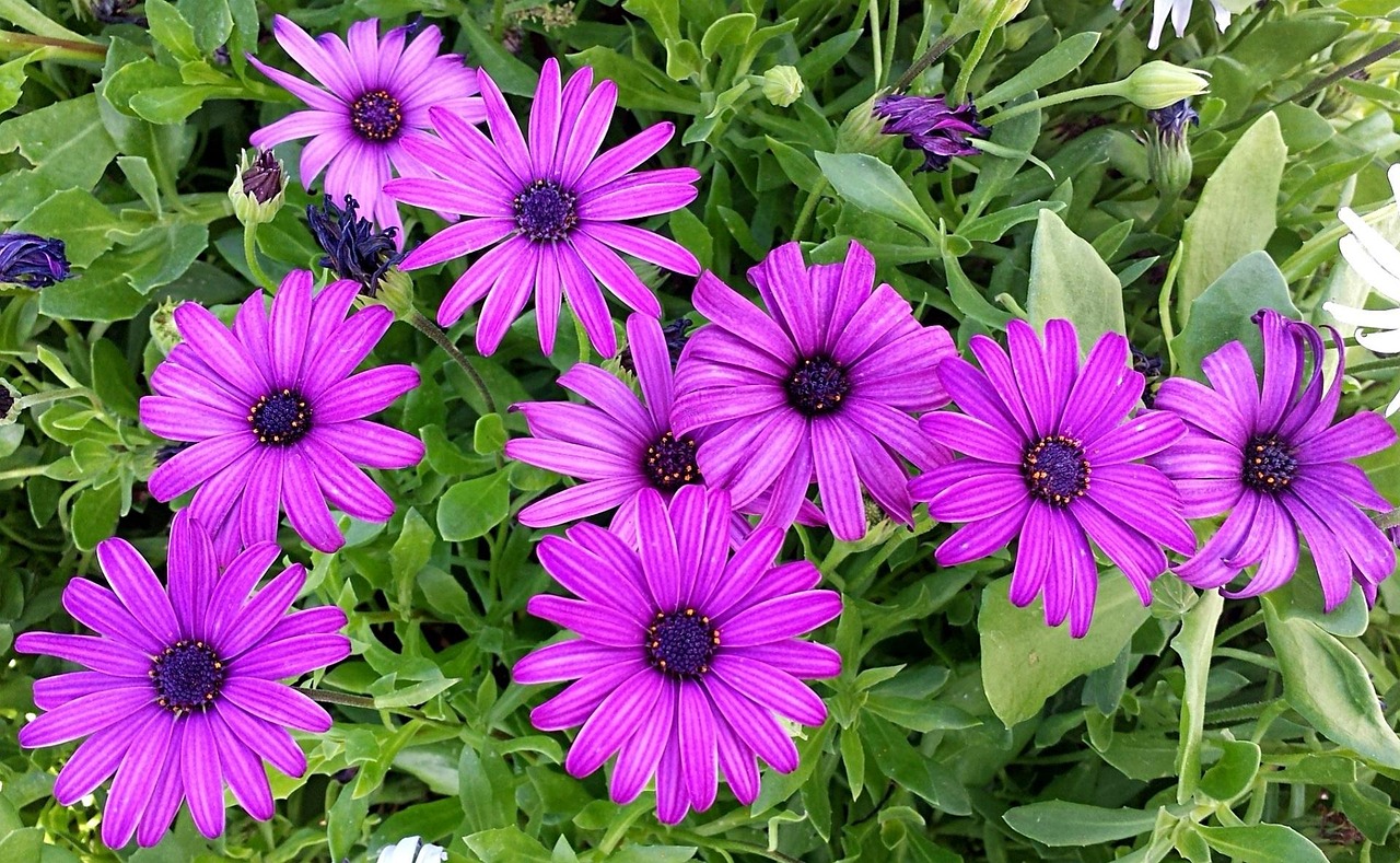 描写花颜色的三字词语,写描写花的颜色的成语