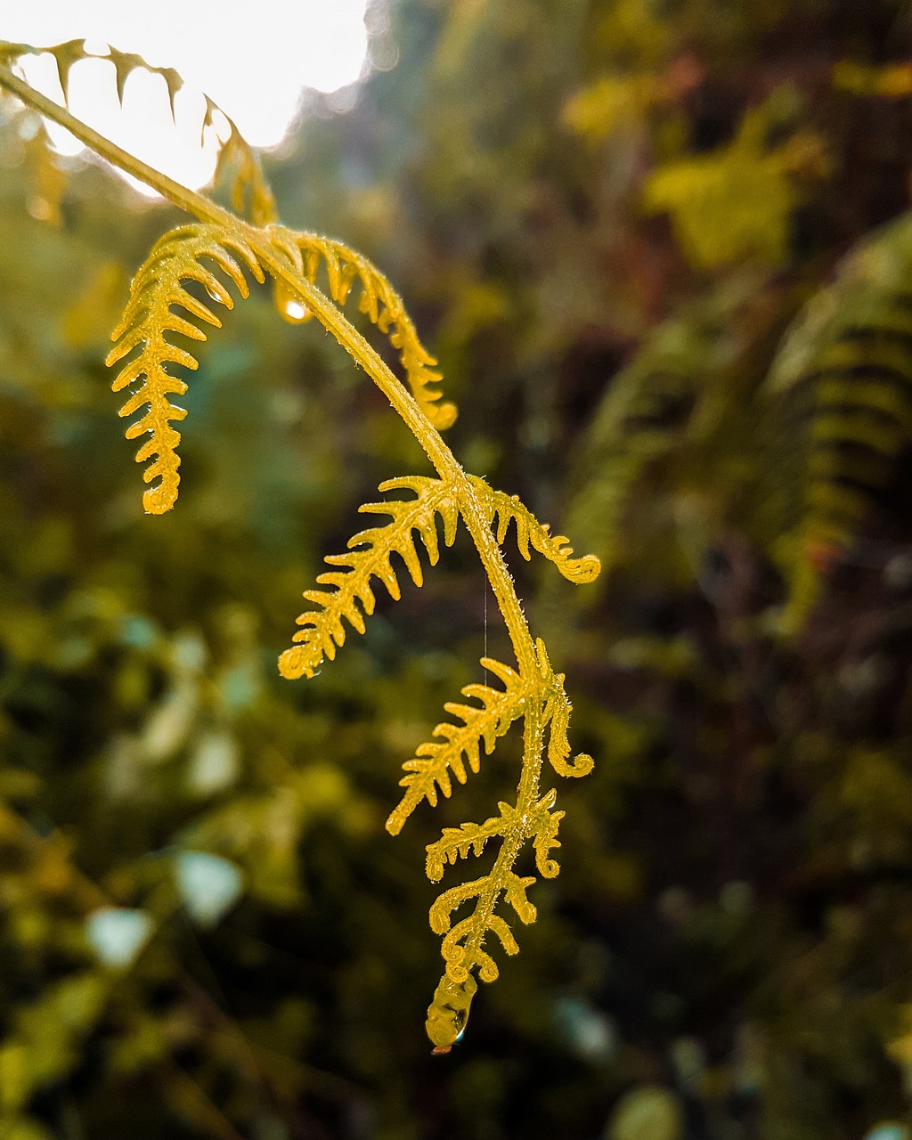 植物分为哪几类.植物有哪几类 植物分为哪几类.植物有哪几类