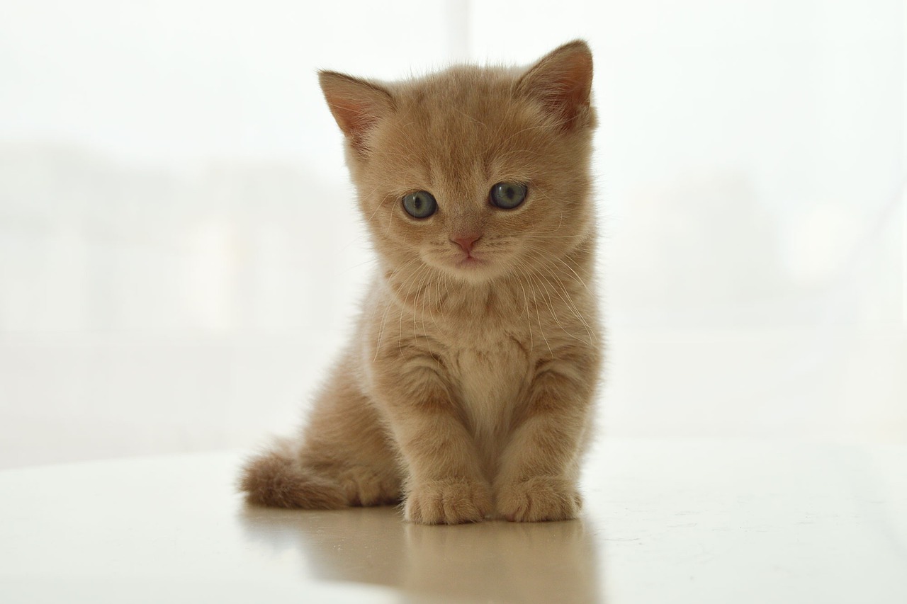 我和小猫的故事的简单介绍 我和小猫的故事的简单介绍