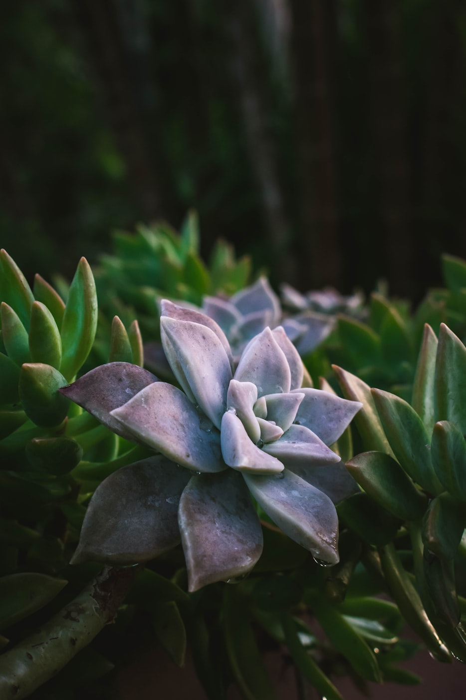 【求各种花的花语/各种花语代表含义】