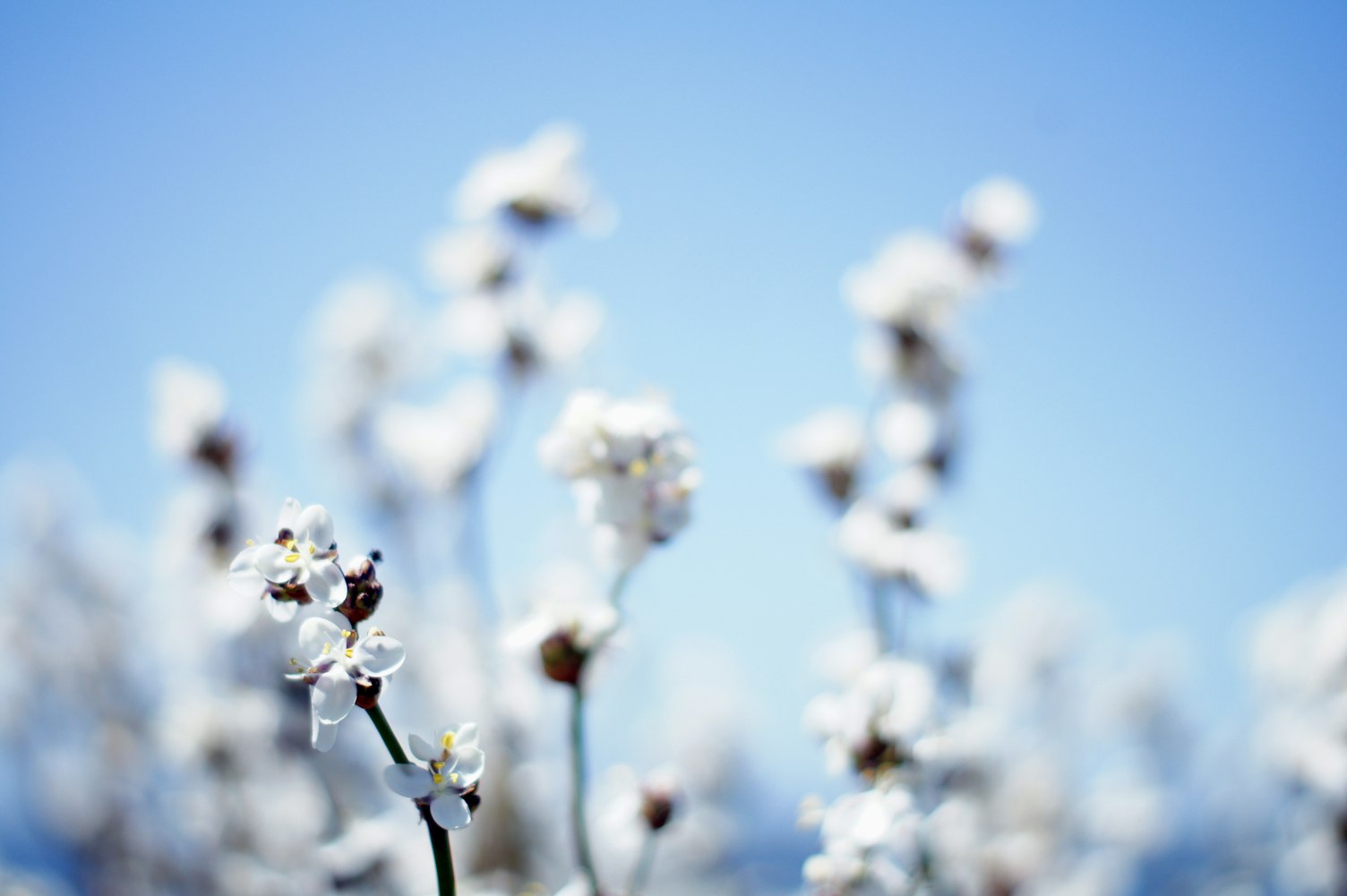【求各种花的花语/各种花语代表含义】