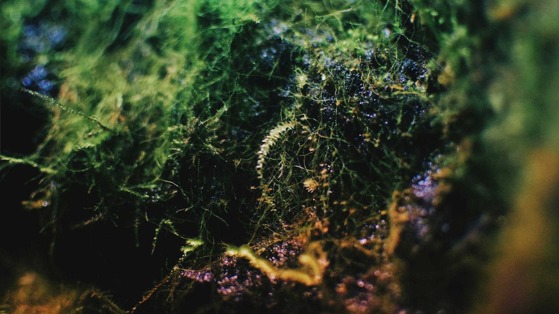 世界上最奇葩的植物,史上最奇葩的植物