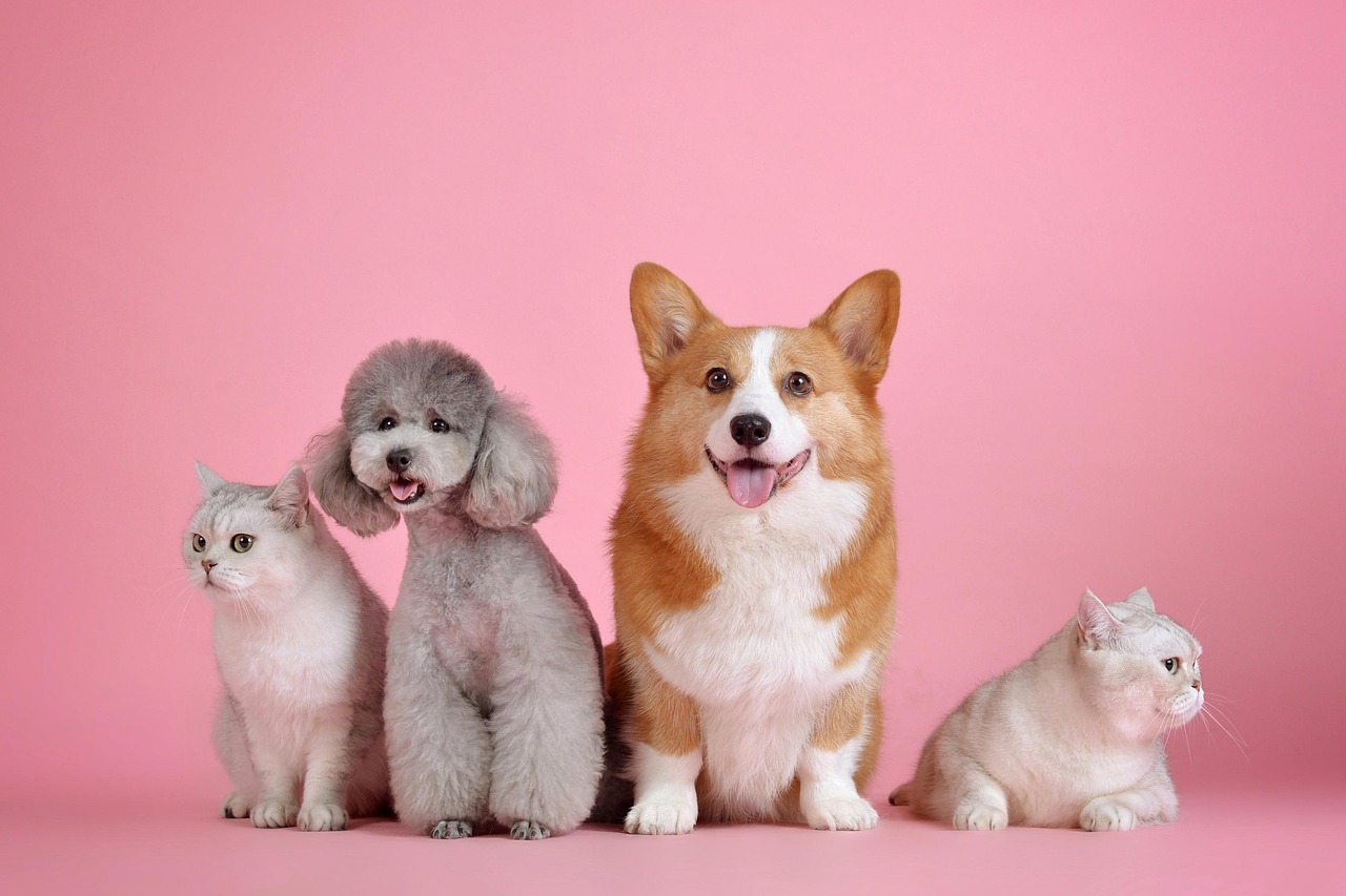“狗和猫在一起会怀孕吗” 狗跟猫会怀孕吗？