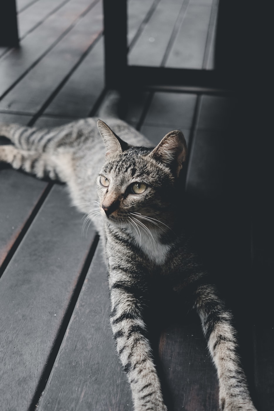 “狗和猫在一起会怀孕吗” 狗跟猫会怀孕吗？